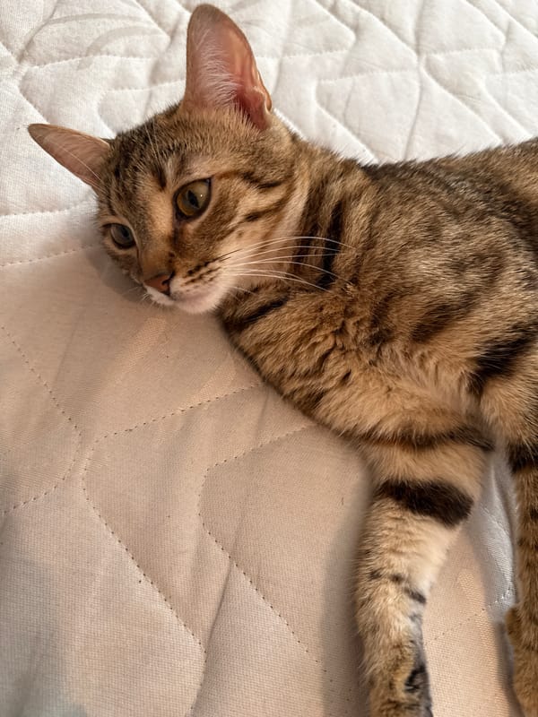 Quiet morning moments documented across Sofia homes and labs
