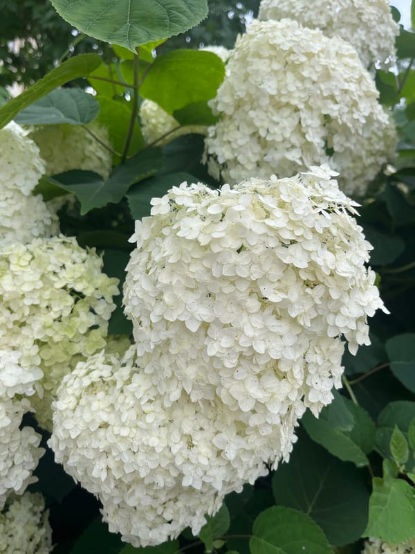 Summer flowers in full bloom, Chaikovsky garden
