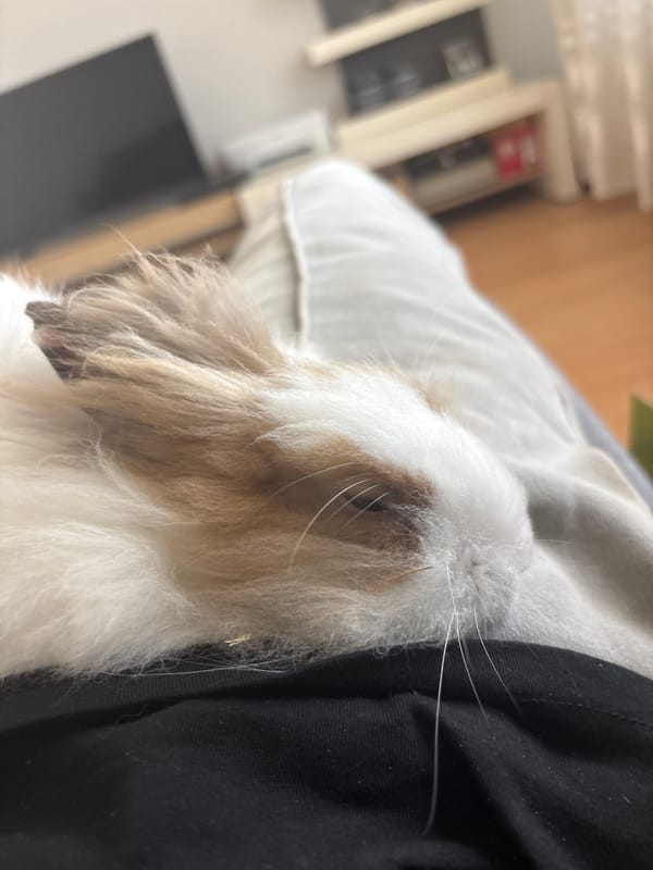 Person pets fluffy rabbit indoors in Sofia, Bulgaria