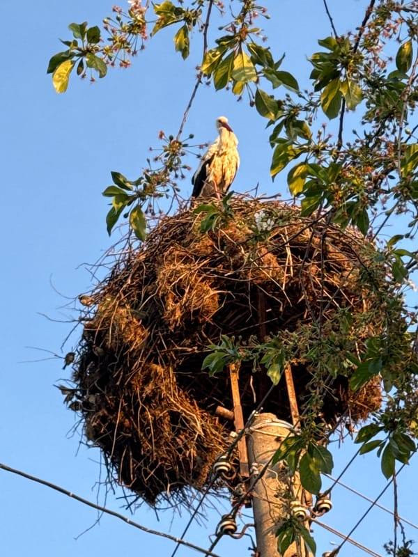 Stork nests spotted on utility poles in Bulgarian town