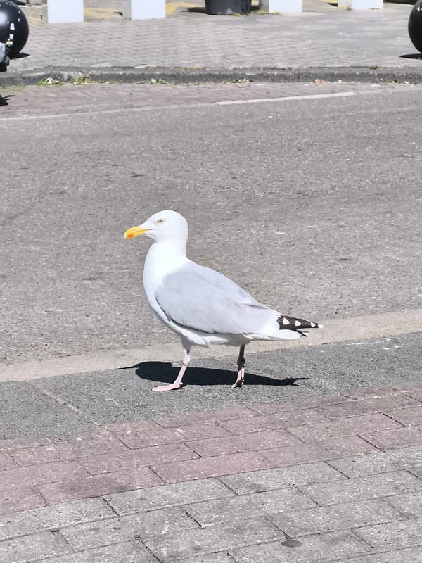 Seagull spotted on brick street in Beverwijk