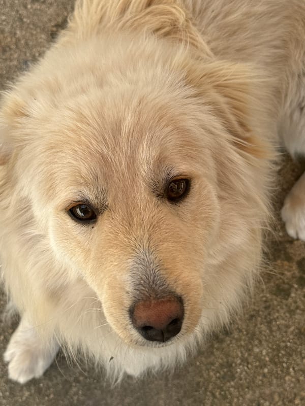 Dog photographed in close-up shot in Buranovo, Bulgaria