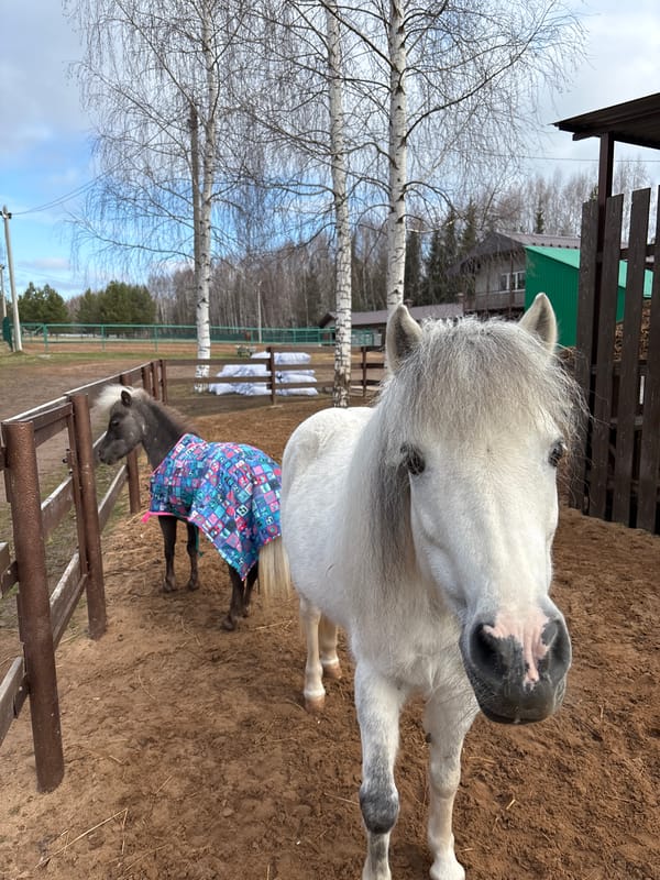 Miniature horses photographed during casual visit in rural Russia