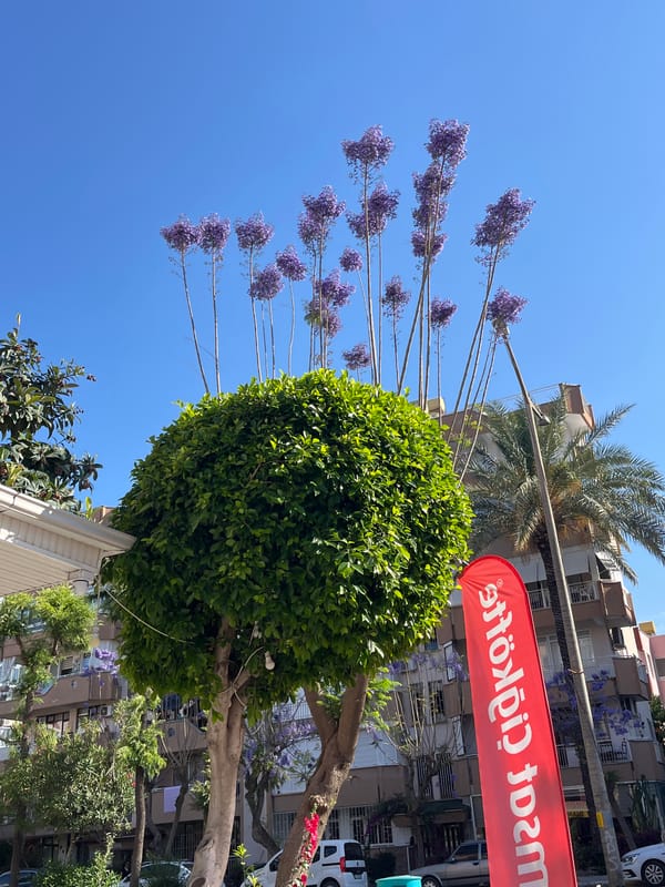 Morning moments captured in blooming Alanya: cats, coffee, flowers