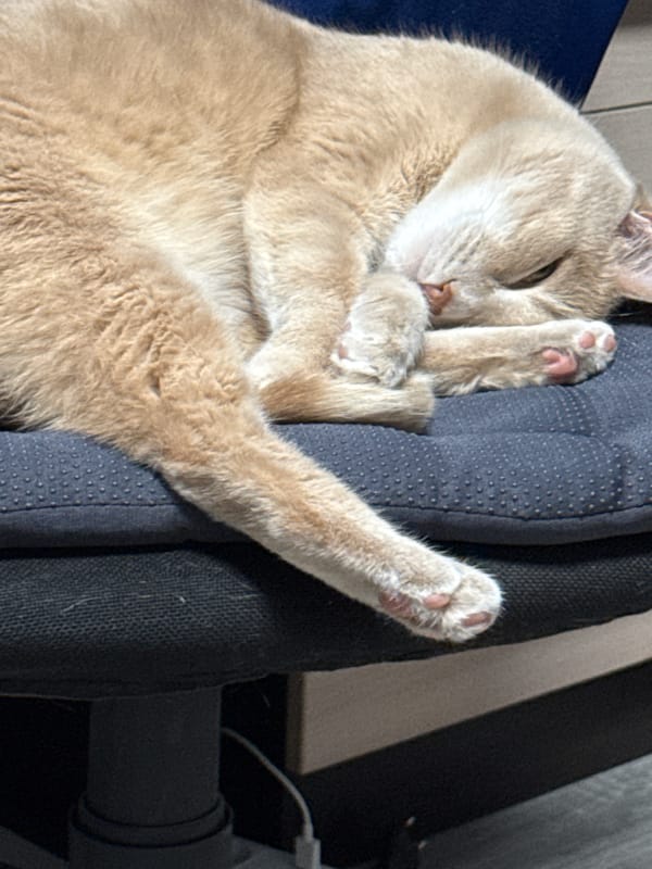 Domestic cat scenes documented in Chaikovsky, Russia home
