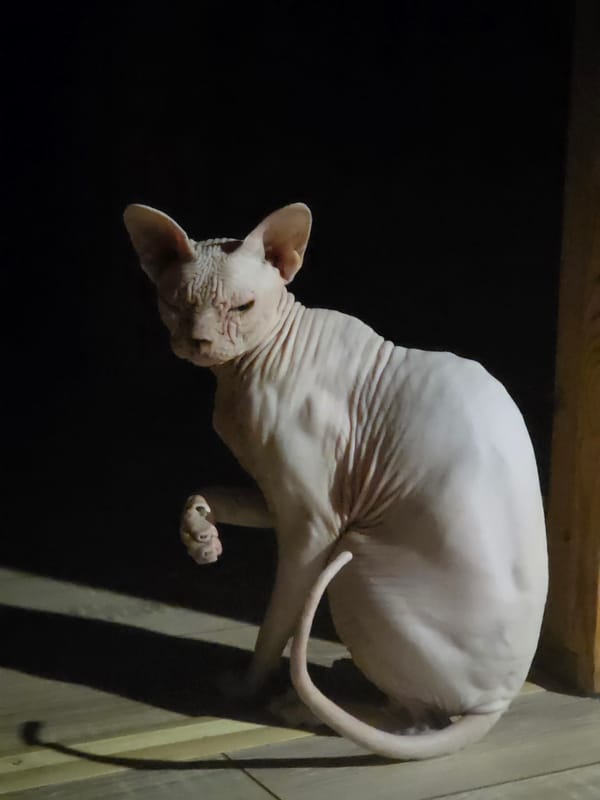 Sphynx cat chills on wooden floor in Frolovo, Russia