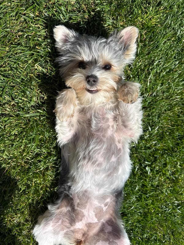 Dog enjoys sunny morning belly-up in Bulgarian grass