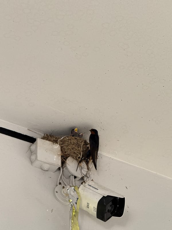 Baby birds nesting beside a security camera, mouths open wide.