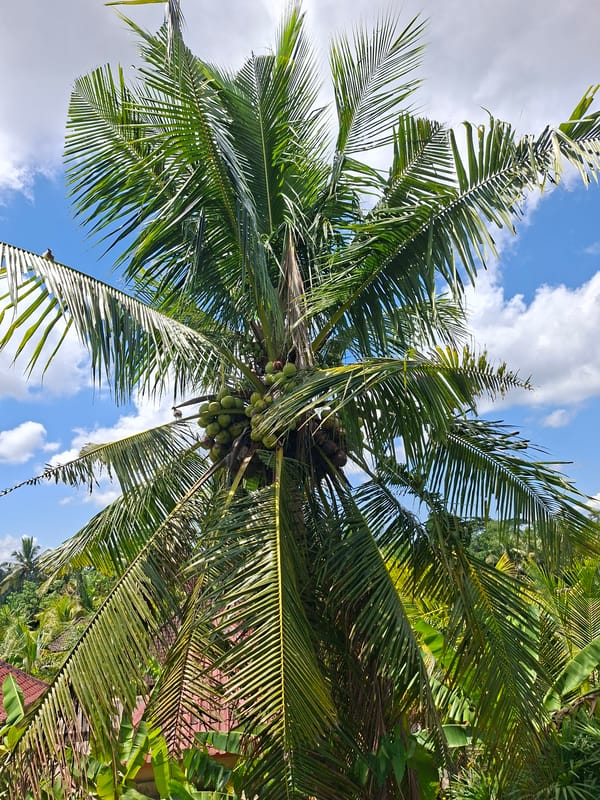 Early morning photography walk captures rural Ubud landscapes