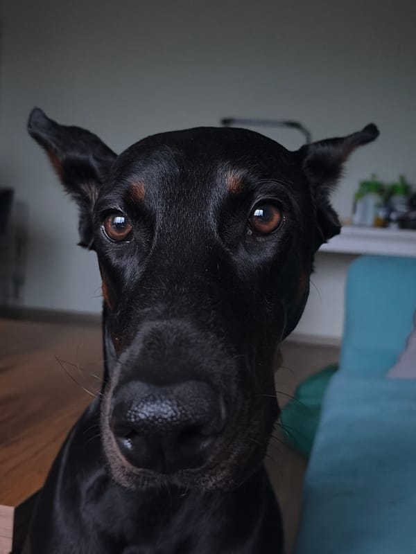 An evening at home with a very photogenic Doberman in Sofia