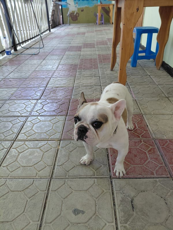 French bulldog afternoon at a lakeside spot in Ақші