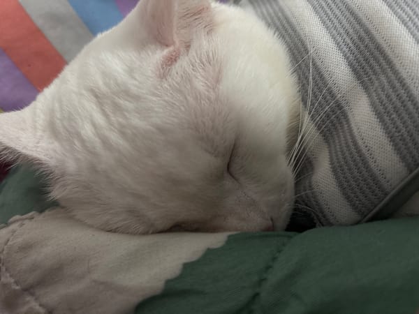 White cat in striped shirt sleeps peacefully in North Jakarta