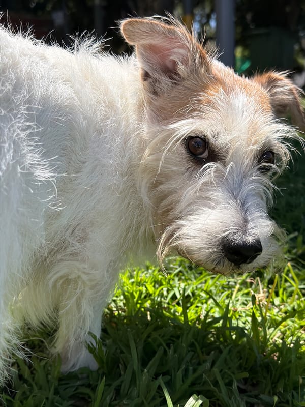 Jack Russell Terrier photographed resting in grass in Bat Yam