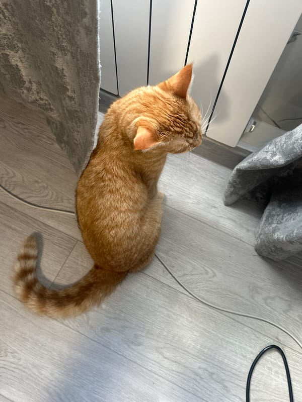 Orange tabby cat's indoor exploration and nap session