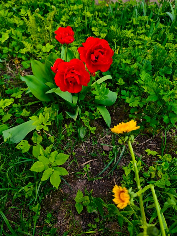 Spring garden and geometric art spotted in Russian village