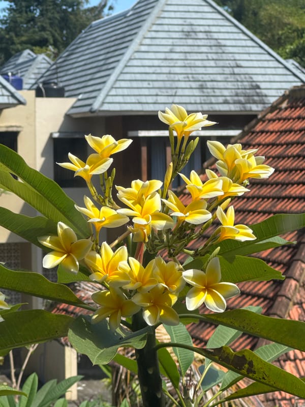 Morning plumeria blooms documented in Kuta Selatan tropical garden