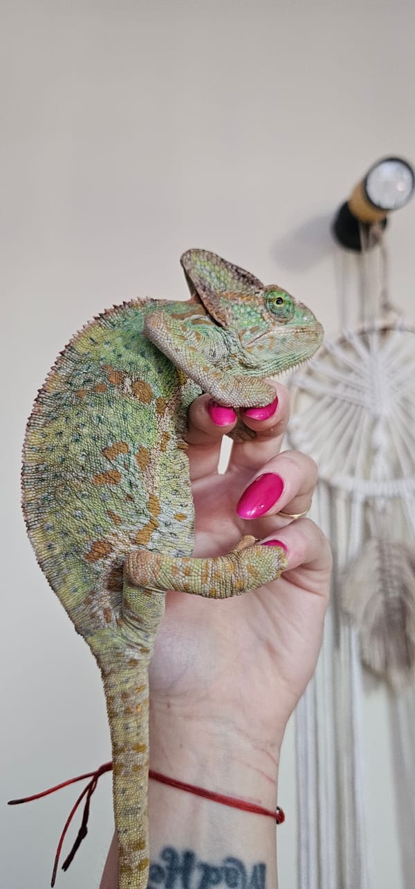 Reptile handling activities documented by witnesses in Moscow