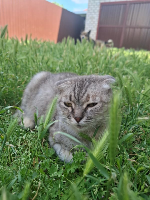 Backyard afternoon in Korenovsk: cats, flowers, and homemade art