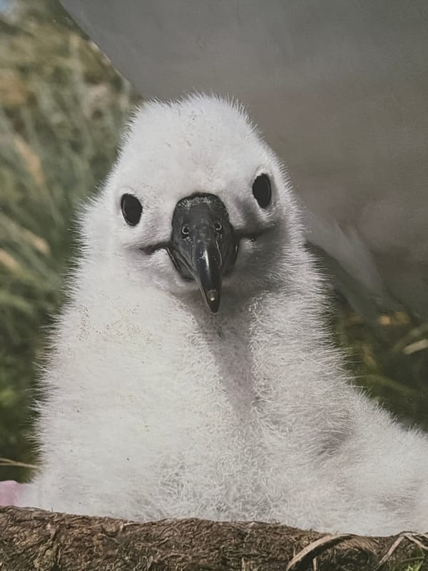 White albatross chick photographed in close-up portrait in Cape Town
