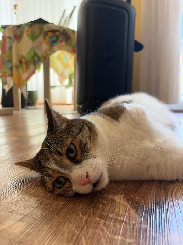 Tabby cat lounging around the house, getting some pets