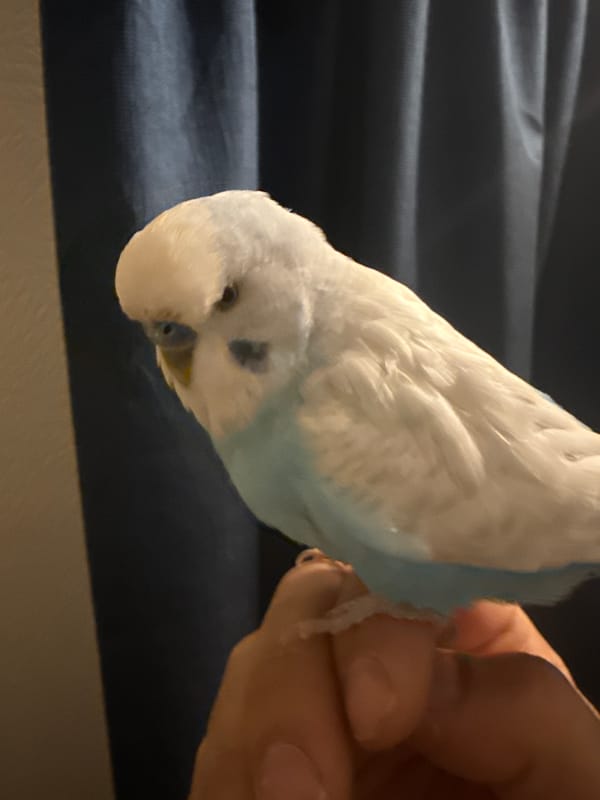 Budgie on a finger and a close-up daisy, soft details