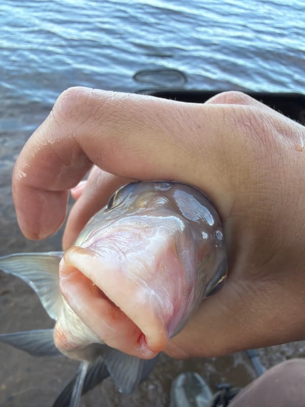 Early morning fish catch documented in Chaikovsky, Russia