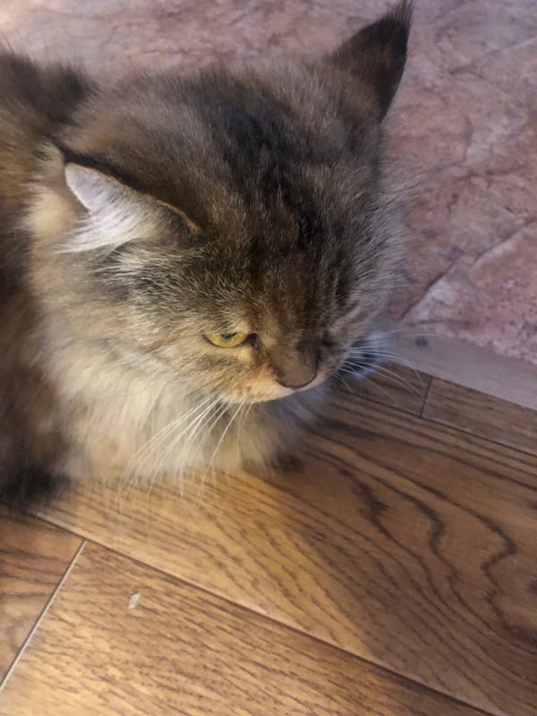 Two cats chilling at home — one sleepy, one playful