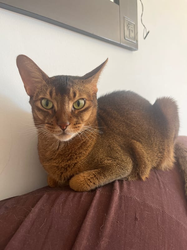 Abyssinian cat relaxing on a dark red cushion