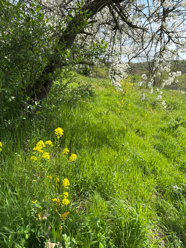 Spring blooms documented in Italian countryside near Rome
