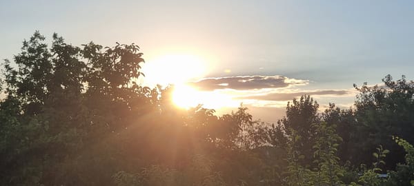 Golden sunset filtered through a dense treeline