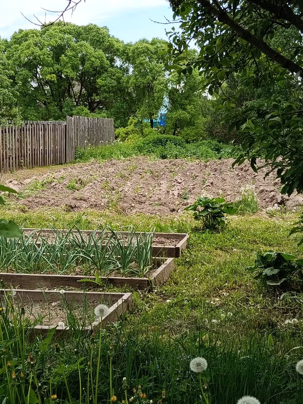 Rural Russian town life documented through gardens and landscapes