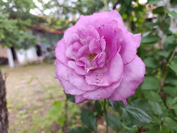 Photographer documents flora and food in Bulgarian village
