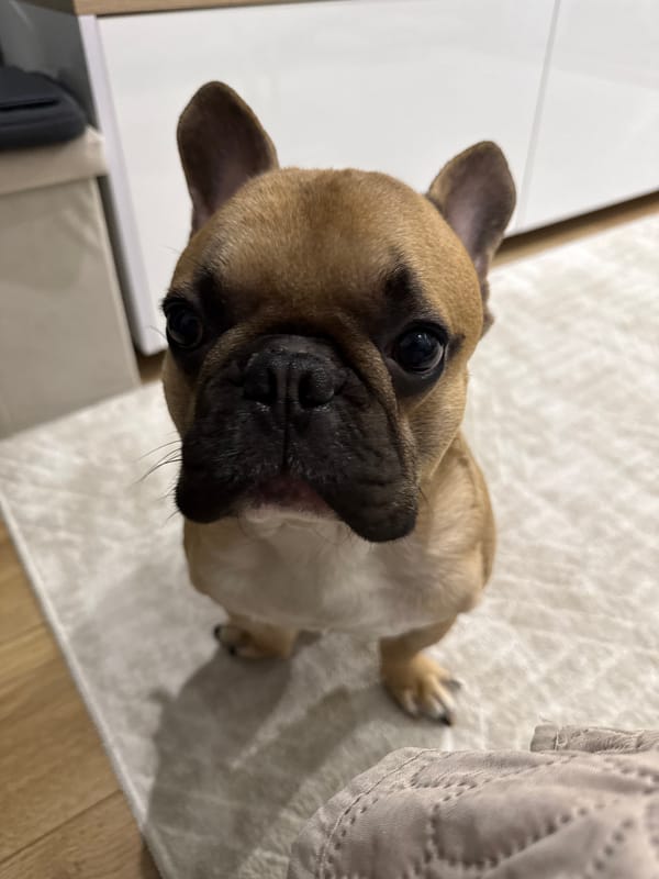 French Bulldog Photo Session Documented in Burgas Home