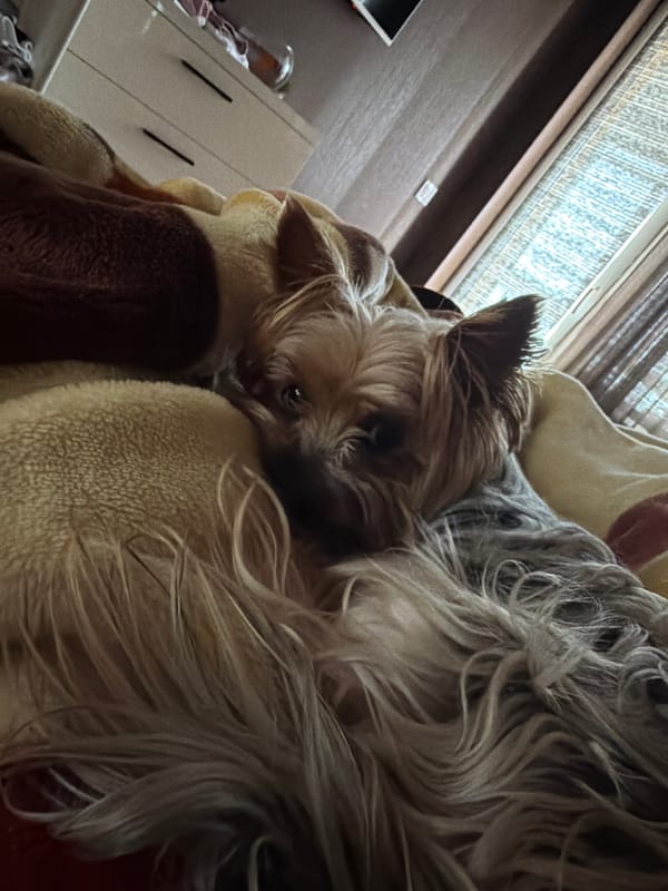 Yorkshire Terrier rests on blanket in Burgas, Bulgaria