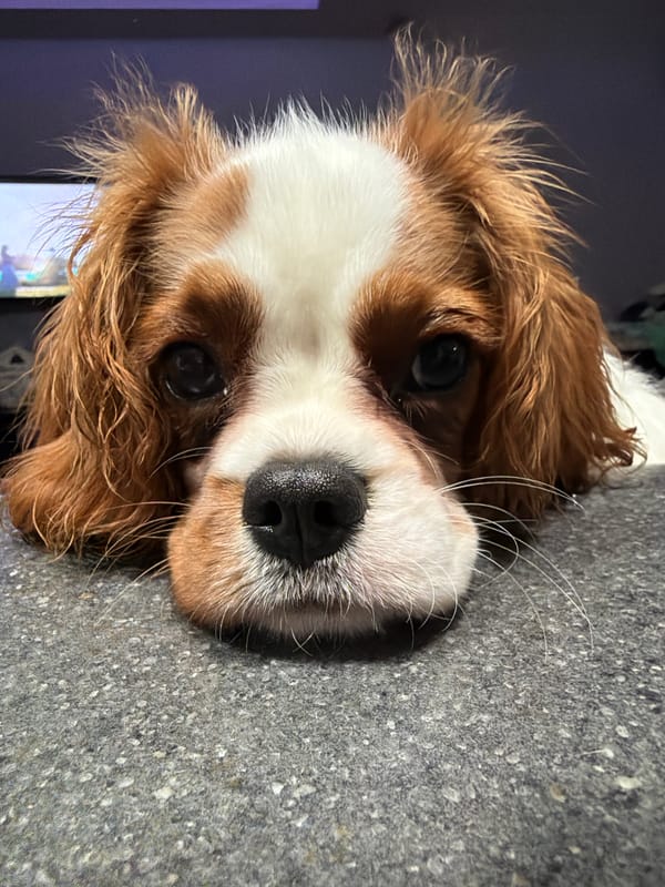 Close-up portrait session with a Cavalier King Charles Spaniel