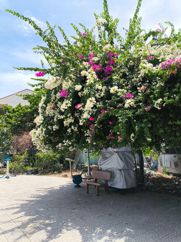 Morning walkabout through a Da Nang neighborhood park and streets