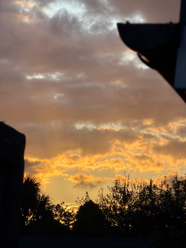 London evening captures sunset skies and blooming tulip