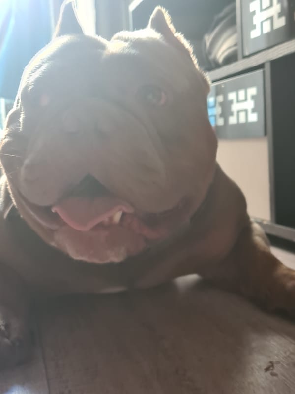 Bulldog asleep on the floor, multiple close-up angles