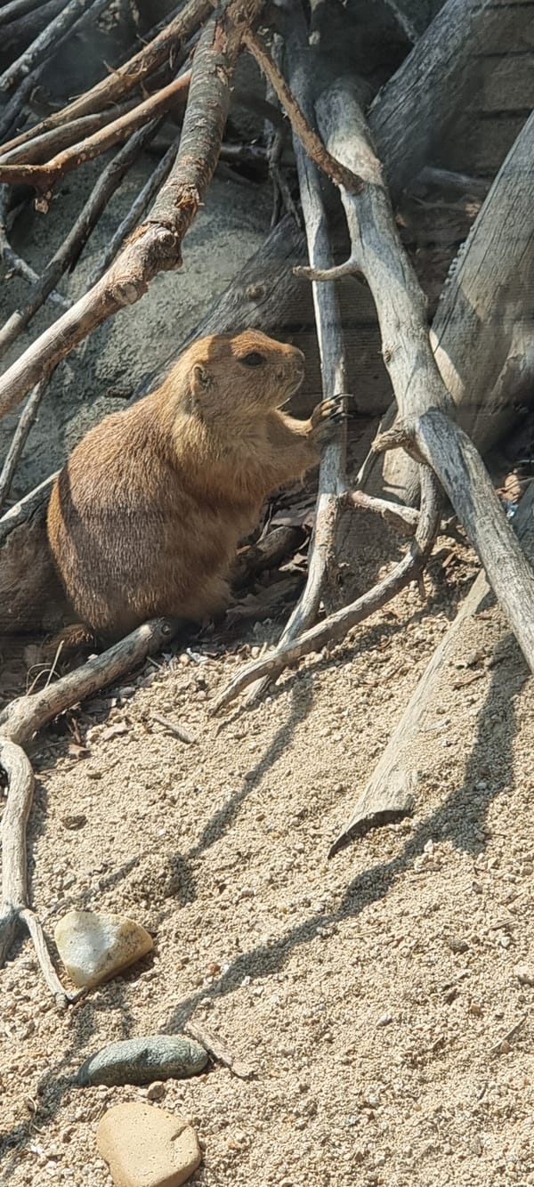 Morning visit documented at Seoul Grand Park Zoo