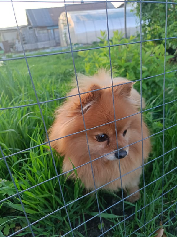 Pomeranian dog spotted behind fence in Chaikovsky, Russia