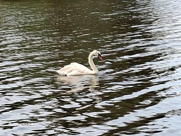 White swan moves through dark, light-streaked water