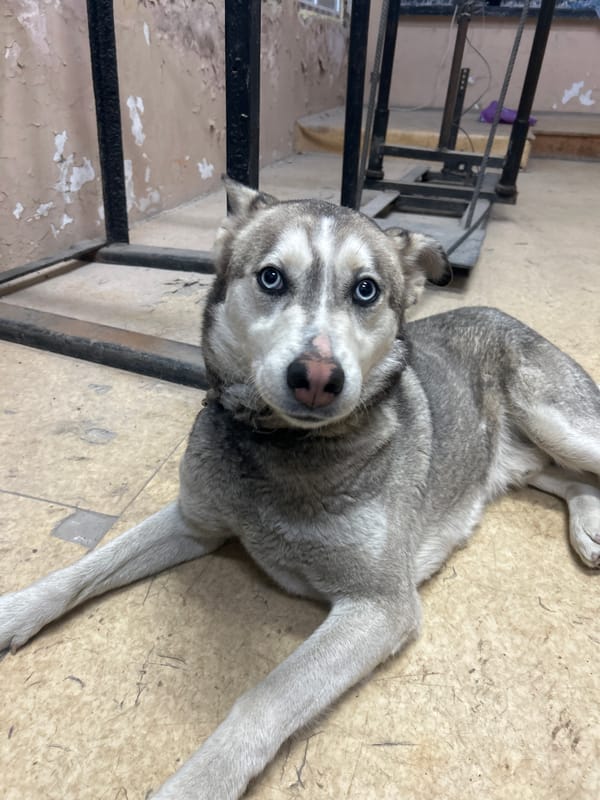 Person pets husky dog on floor in Kalchevo