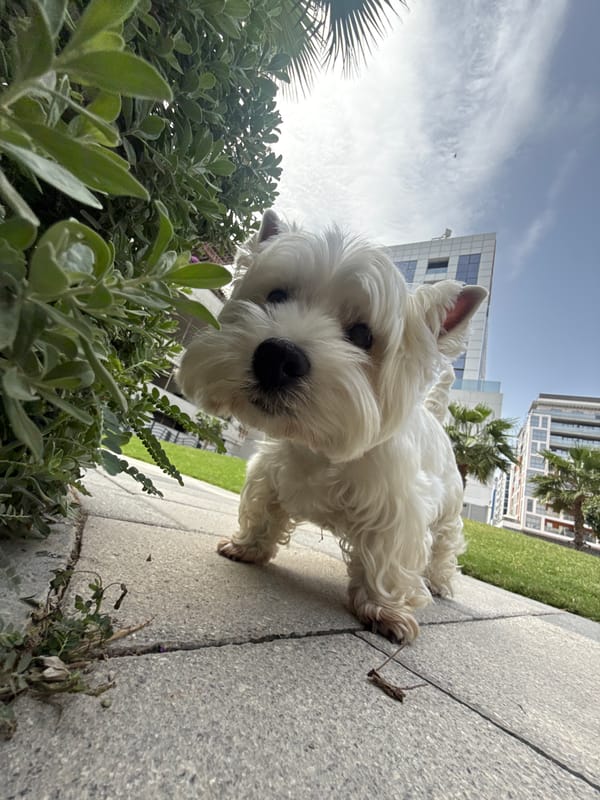 Small dog spotted on Dubai sidewalk during morning hours