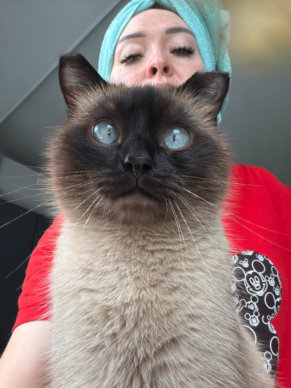 Lazy morning in at home with a Siamese cat