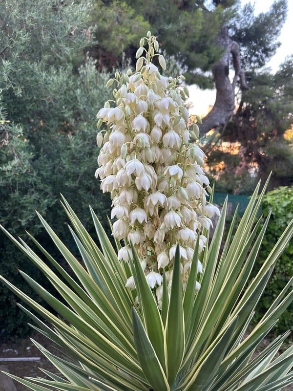 Barcelona hillside street at dawn, yucca plants and urban detail
