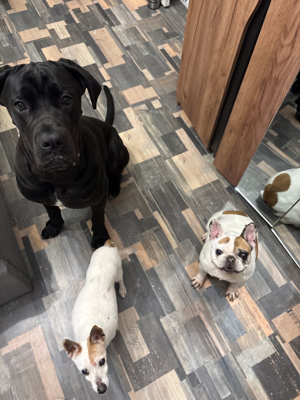 Art and dogs documented in Perushtitsa interior spaces