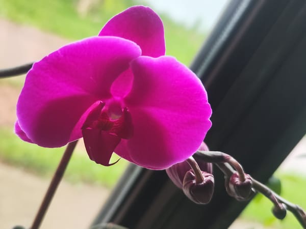 Russian resident documents orchids and cat in quiet morning