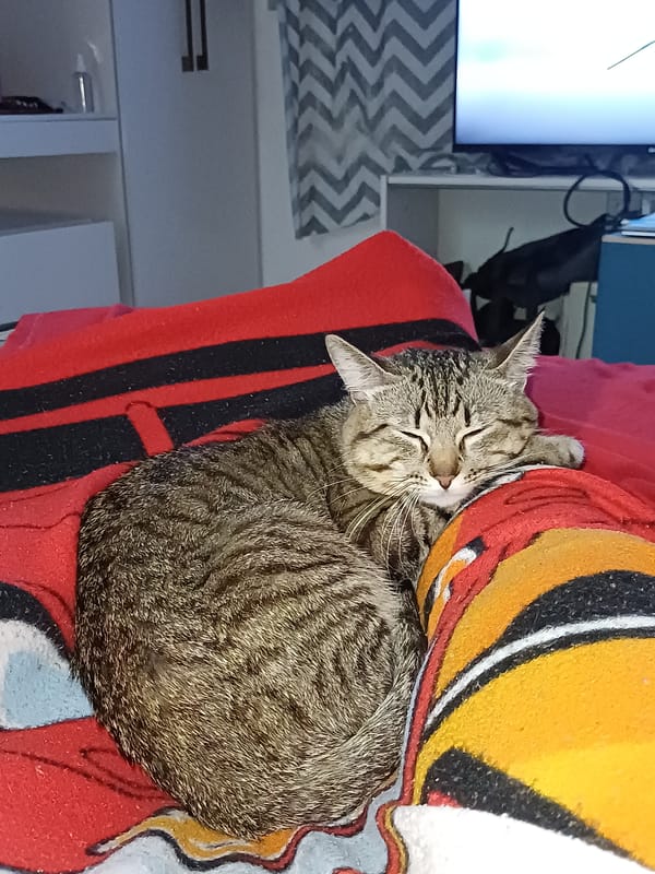 Tabby cat sleeps on red blanket with patterned pillow