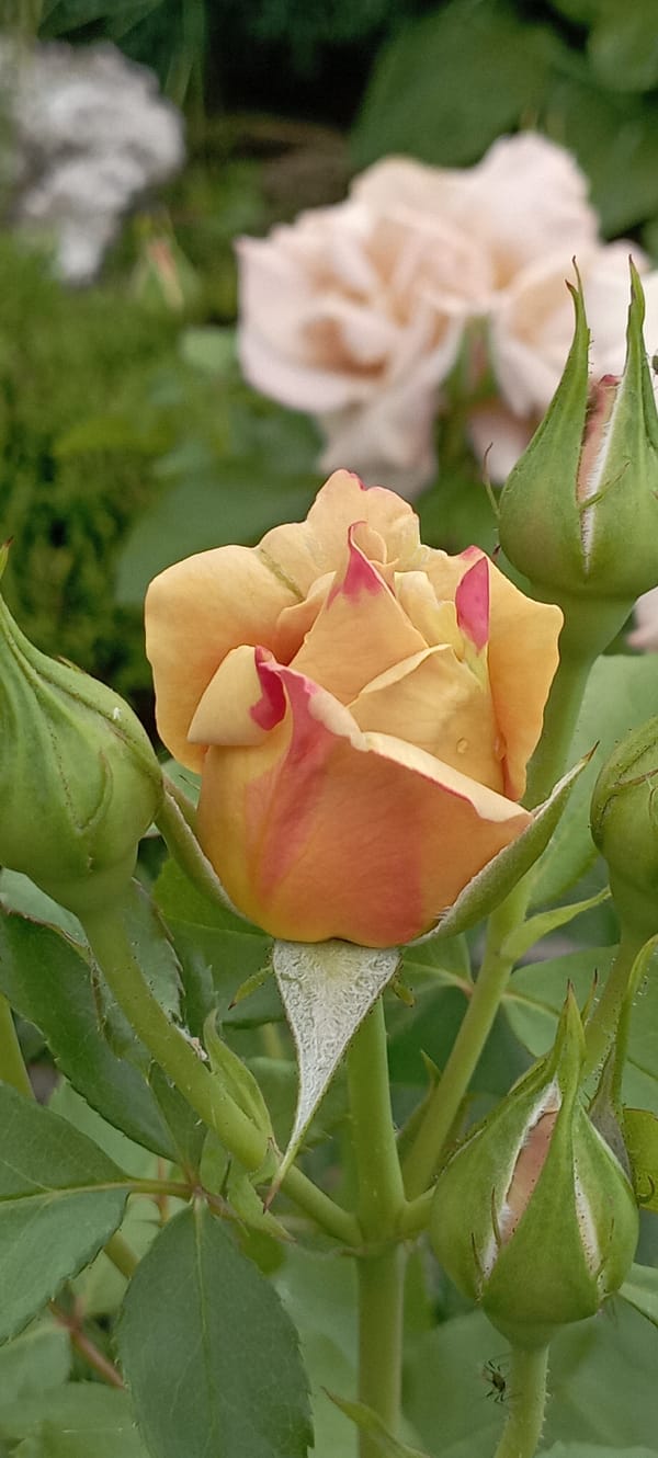 Close-up garden series of roses in bloom