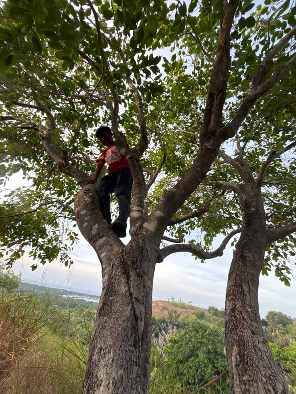 Nature walk documented in Lhokseumawe, Indonesia with botanical observations